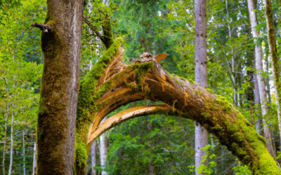 DANGER DE CHUTES D’ARBRES