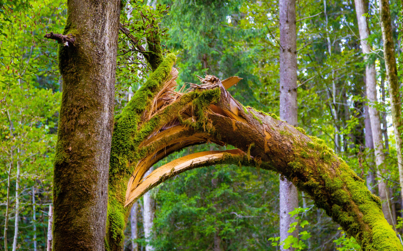 DANGER DE CHUTES D’ARBRES